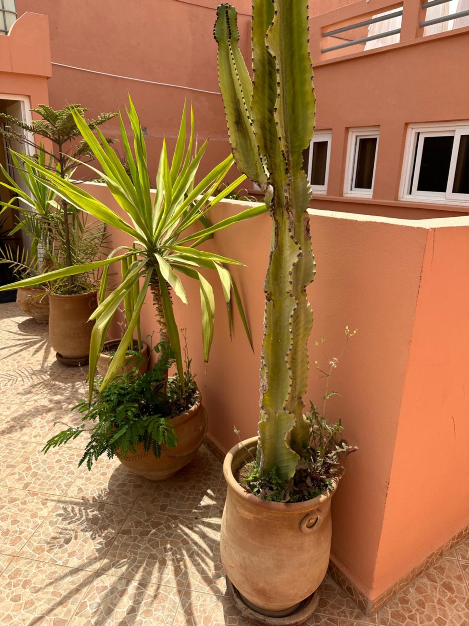 Europa Mirlef T Aventur Guest House Mirleft Exterior foto